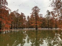 -池杉湖湿地公园