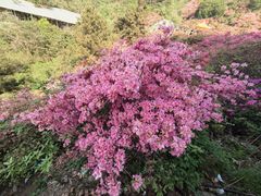 -木兰云雾山