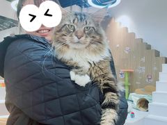 -COLOR PETS 撸猫馆·购猫·猫咖(长风大悦城店)