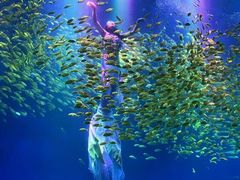 -合肥海洋世界
