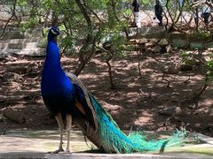 -燕塞湖鸟语林景区