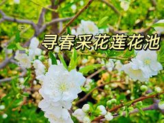 -莲花池公园