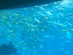 -海棠湾洲际-涛·海底餐厅·美人鱼·自助餐·海底隧道