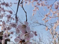 -桃花堤公园