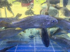 -金海湾海鲜排档(朱家尖店)
