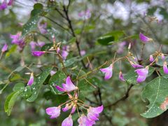 -商洛老君山旅游风景区