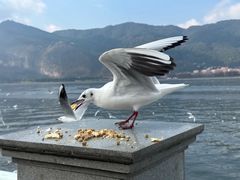 -海埂大坝