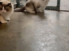 -喵屿·大理花园猫咖