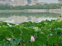 -莲花池公园