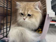 -四月宠物医院·猫专科·心脏专科·内科(转塘店)