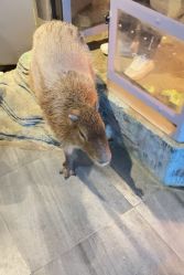 -未来动物城主题公园(正弘城店)