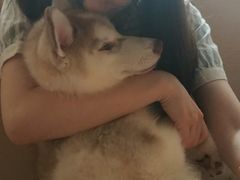 -Husky Go! 哈士奇体验馆·宠物咖啡厅狗咖