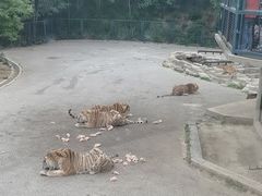 -大连森林动物园