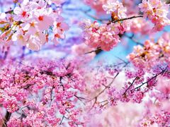 -上海辰山植物园