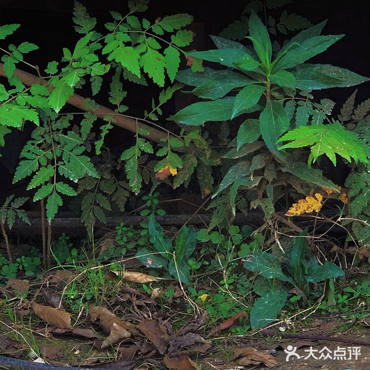 美食什么都有四季广场的花海是真的漂亮