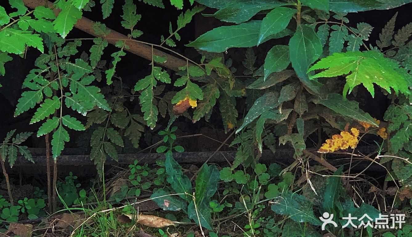 美食什么都有四季广场的花海是真的漂亮