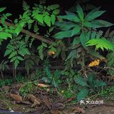 美食什么都有四季广场的花海是真的漂亮