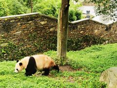 -卧龙中华大熊猫苑神树坪基地