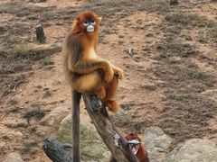 -西霞口神雕山野生动物世界