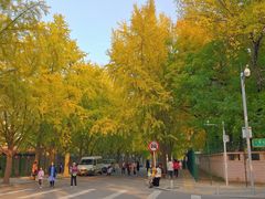 -三里屯东五街银杏大道