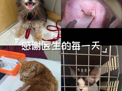 -美联众合动物医院·24h转诊中心