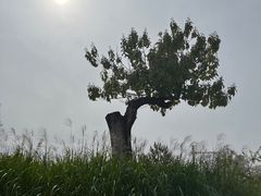 -北坞公园