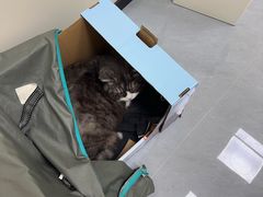 -瑞鹏宠物医院·夜间急症·心超·猫科(祖庙分店)