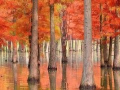-白鹭湾湿地公园