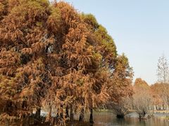 -贡湖湾湿地公园
