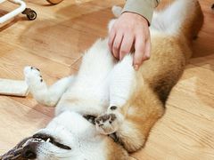-是阿柴呀！柴犬咖啡·爱喵喵猫咖