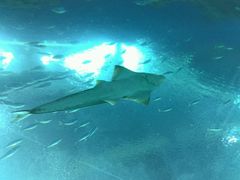 -广东省拱北口岸中国旅行社(华宾营业部)