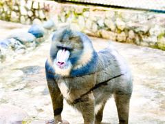 -云南野生动物园