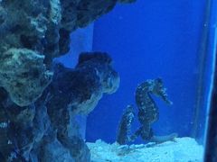 -石家庄海洋公园