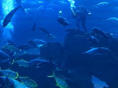 -迪拜水族馆及水下动物园