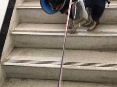 -特一安24小时宠物医院·骨科·中兽医