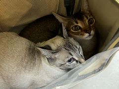 -中农国际动物医院24小时·猫科·骨科·急重症中心