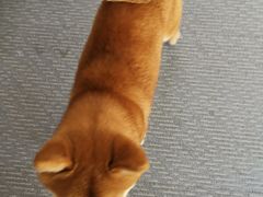 -柴源莊·柴小宠柴犬咖啡