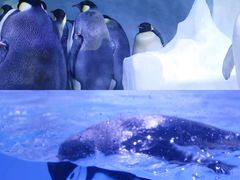 -海合安成都极地海洋公园