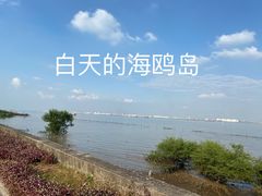 -海鸥岛