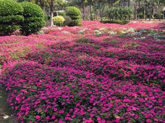 -广东花都香草世界旅游度假区