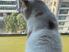 -猫在这儿猫咪咖啡馆·撸猫馆