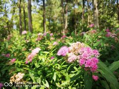 -昆山城市生态森林公园
