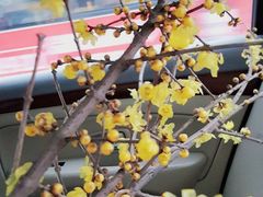 -双季花艺园艺市场(浦东店)