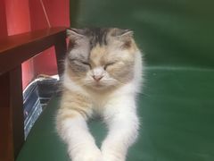 -猫色咖啡·猫咖
