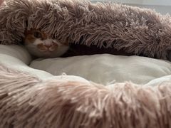 -艾吉宠物医院·疑难杂症转诊中心·猫友好(碧江路院)