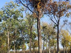 -天津东丽湖风景区