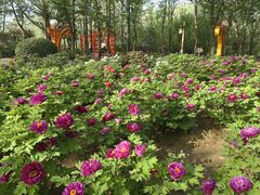 -洛阳市隋唐城遗址植物园