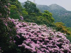 -梧桐山风景名胜区