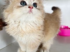 -东方名猫馆·英短金渐层布偶猫舍(环线广场1号楼店)