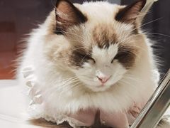 -怪兽屋·羊驼·猫咖·狗咖(俊华广场店)